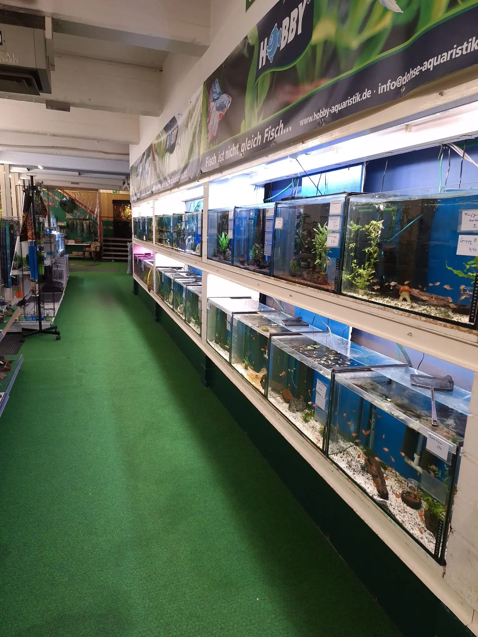 Lange Reihe beleuchteter Aquarien