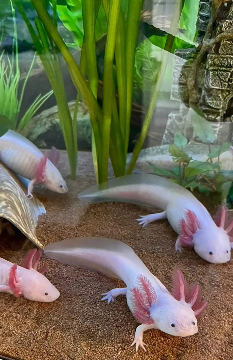 Mehrere Axolotl im Aquarium