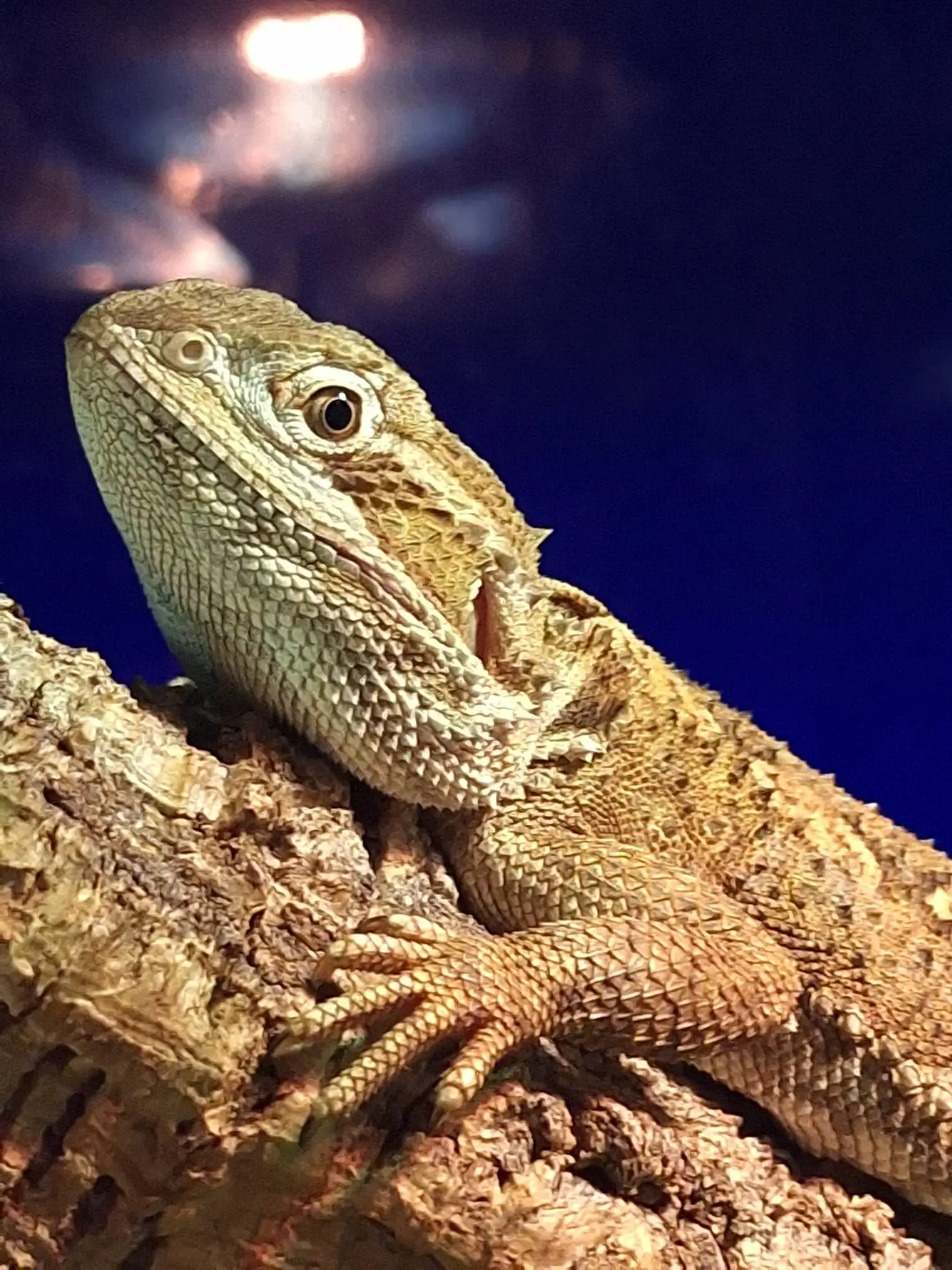 Bartagame auf einer Wurzel