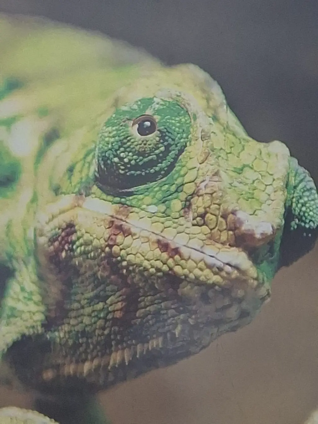 Grünes Chamäleon und ein bepflanztes Terrarium