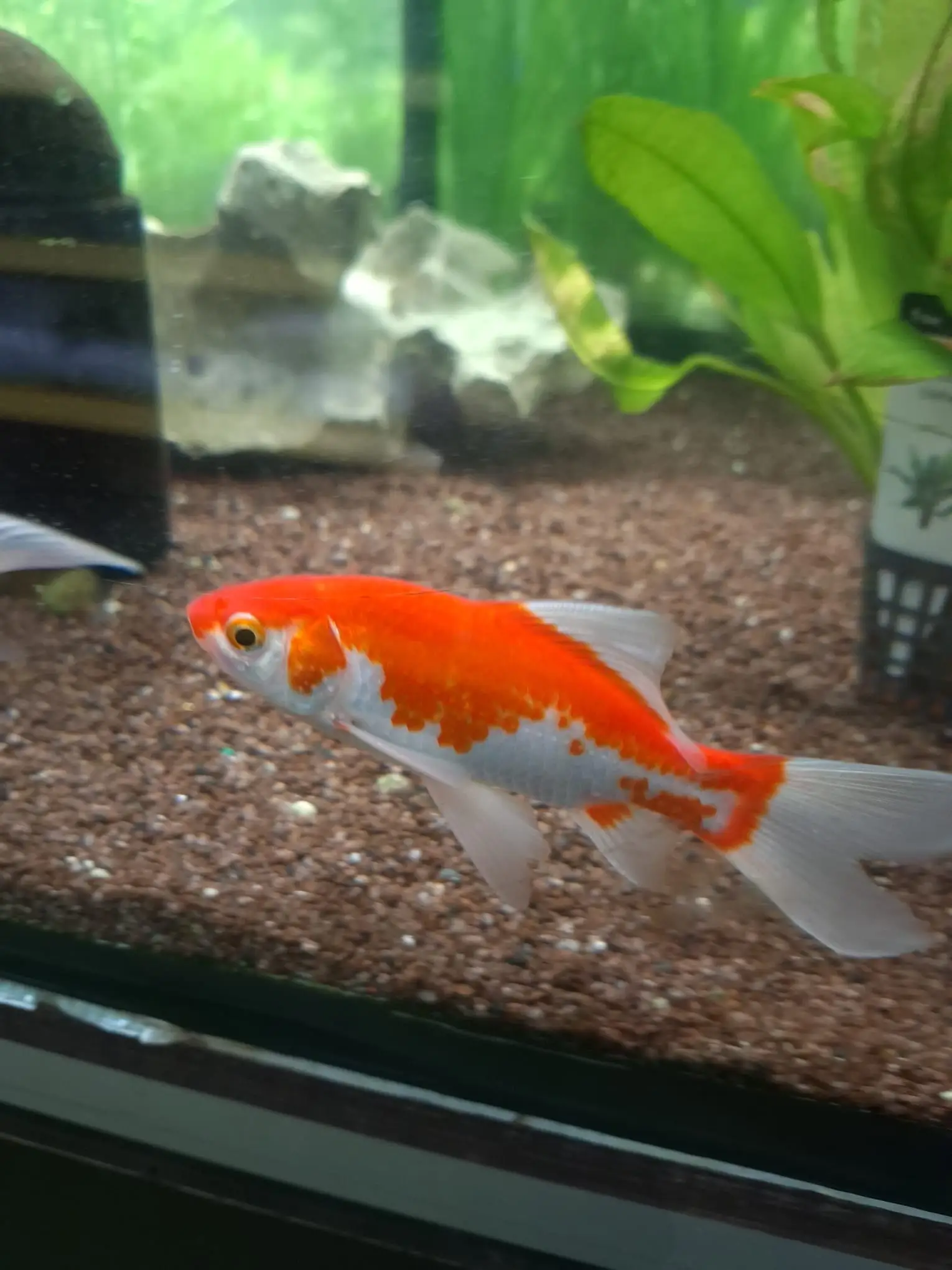 Goldfisch im Aquarium