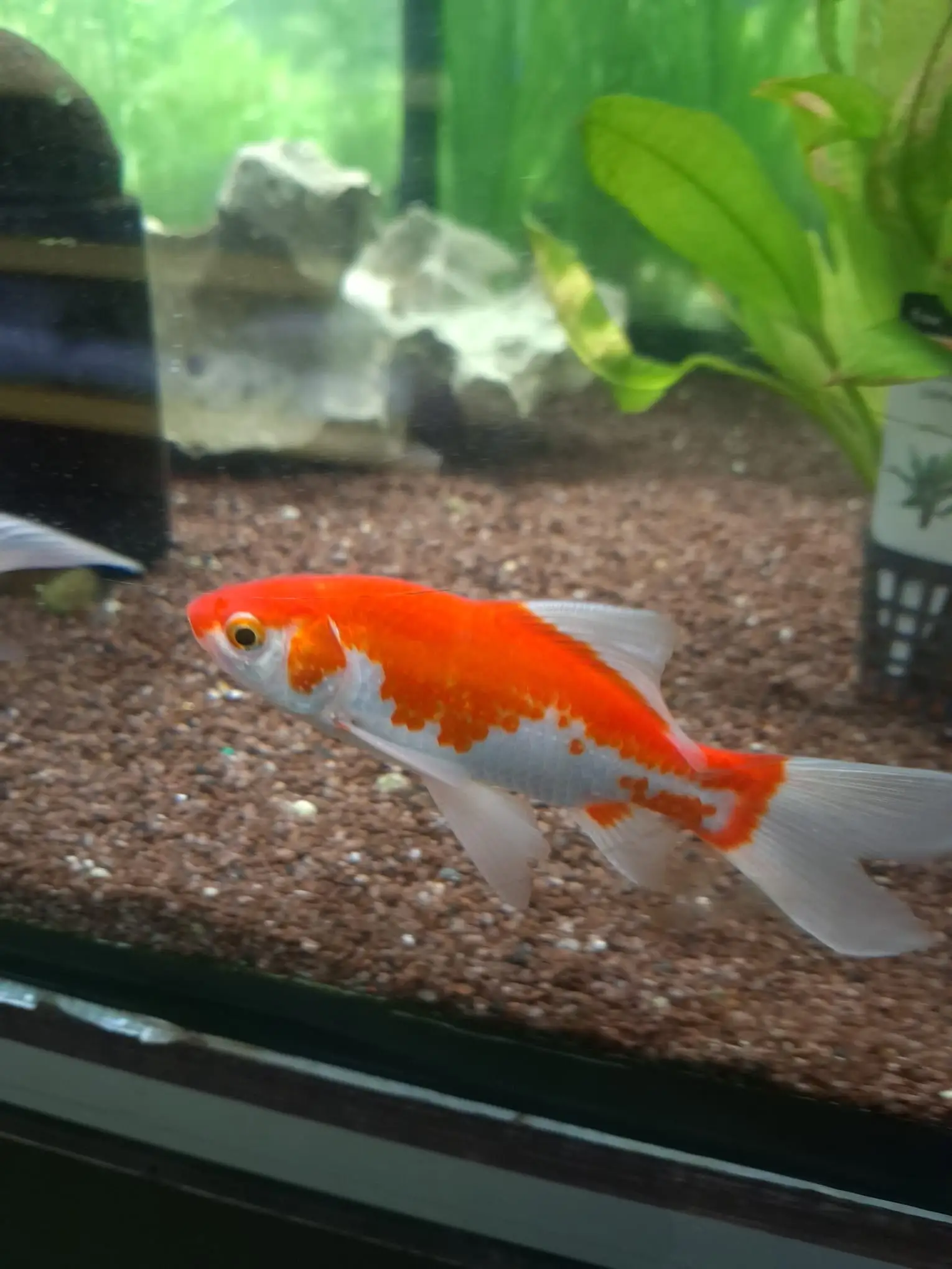 Rot-weißer Goldfisch