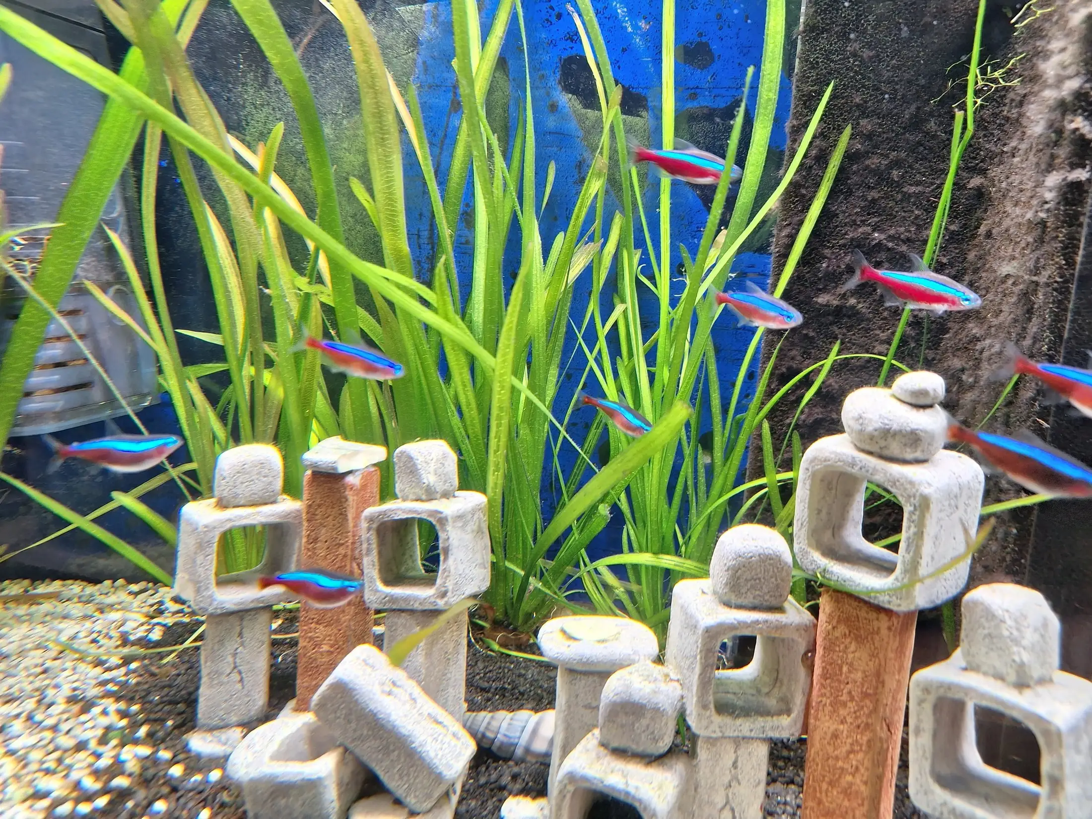 Neonsalmler zwischen Wasserpflanzen