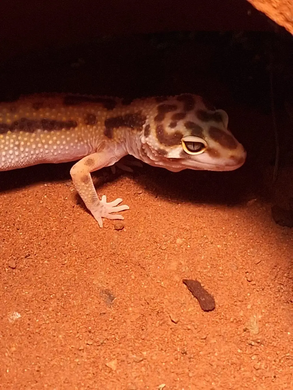 Leopardgecko auf rotem Sand