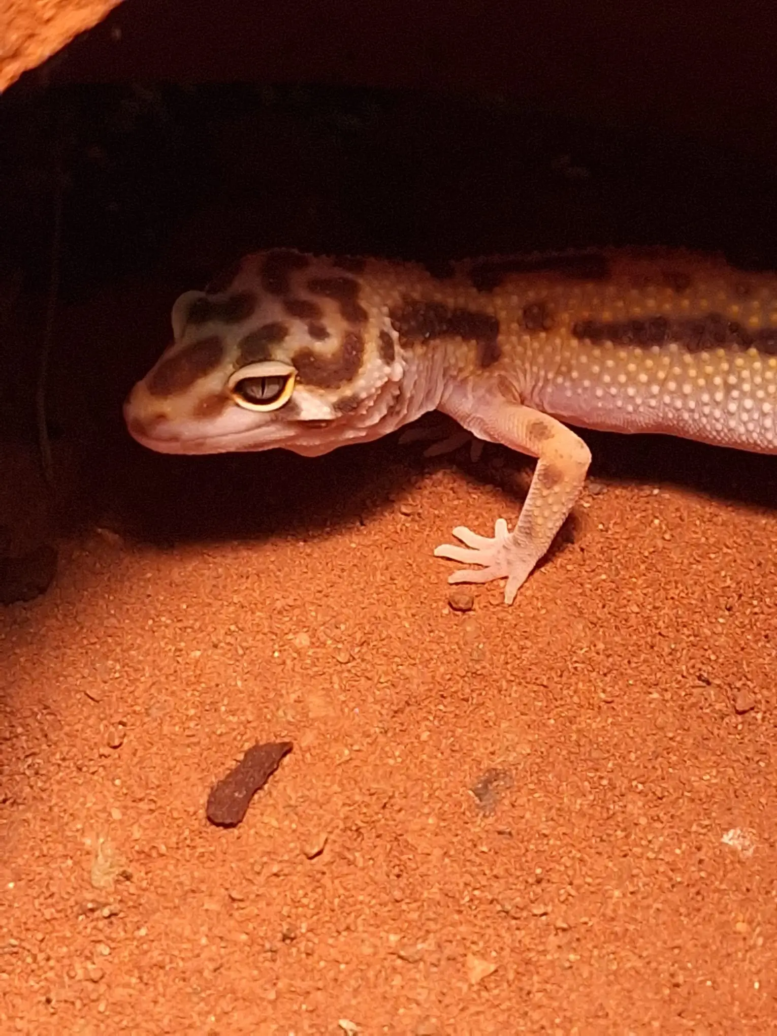 Leopardgecko auf rotem Sand