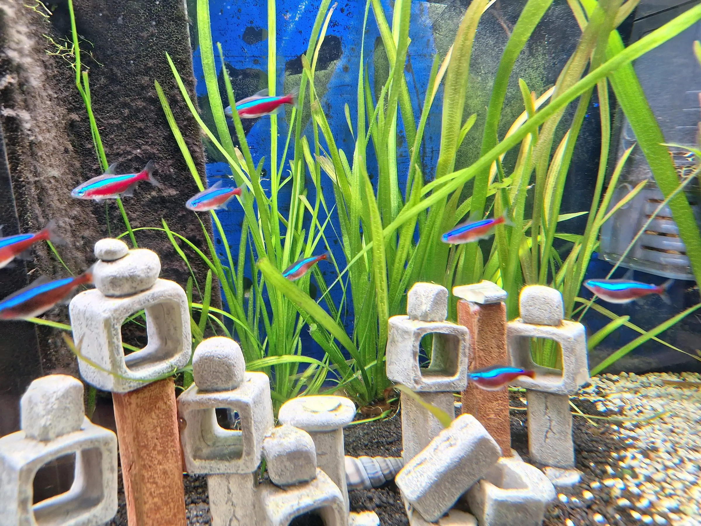 Salmler zwischen Wasserpflanzen