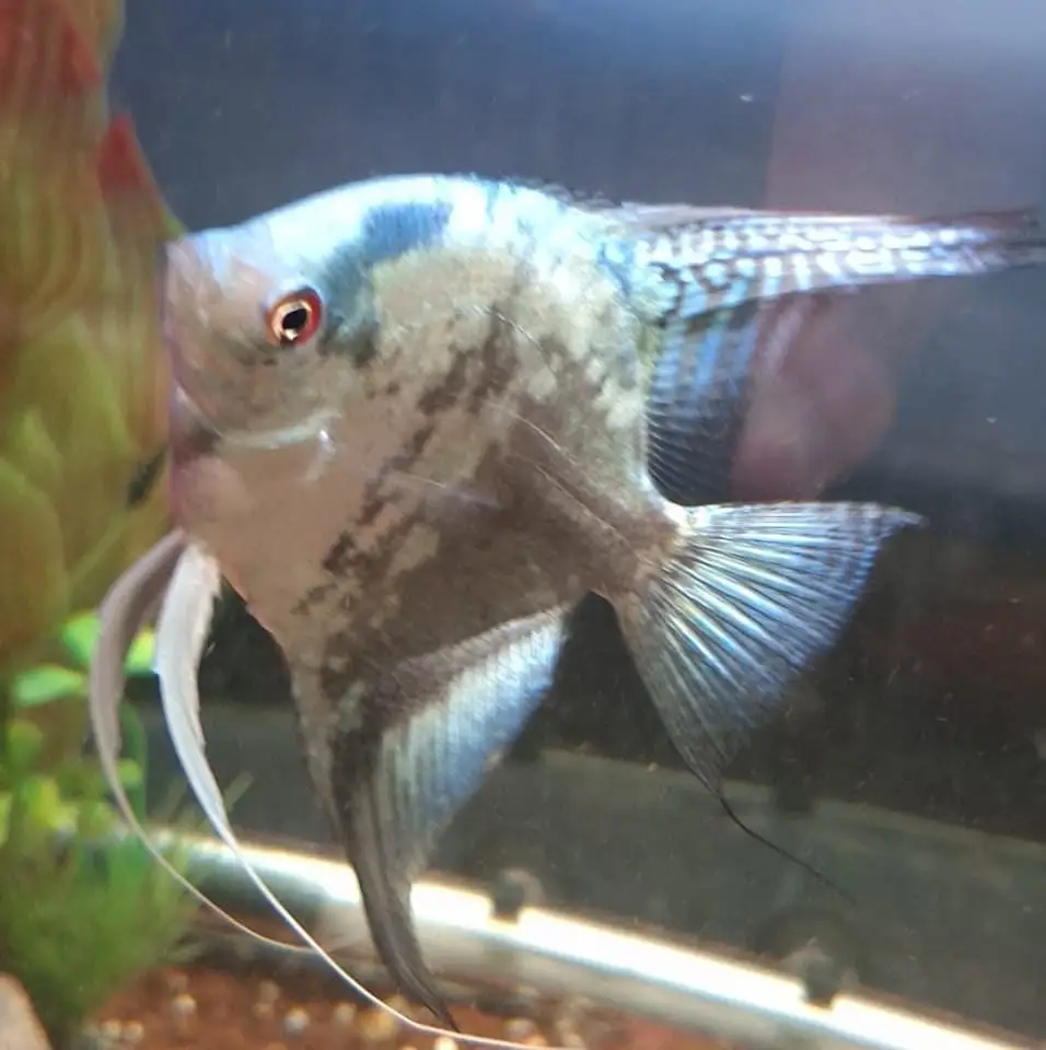 Skalar im Aquarium