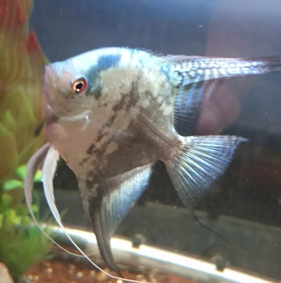 Skalar im Aquarium
