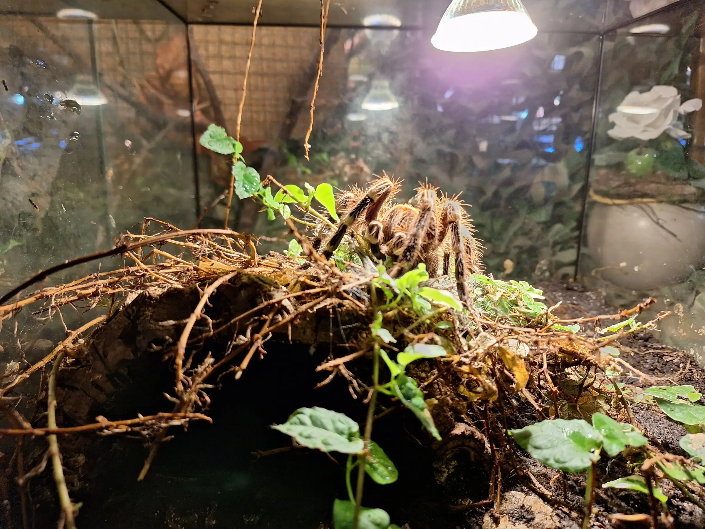 Vogelspinne im eingerichteten Terrarium